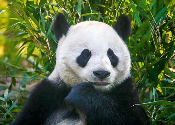 A giant panda among green bamboo